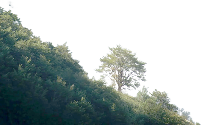 trees-on-hill